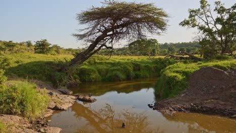 conducción de juegos, conducción de vehículos a través del paisaje de masai mara sobre el puente del río en masai mara en safari vacaciones de vacaciones en kenia, áfrica, steadicam gimbal seguimiento de conducción disparo de la naturaleza