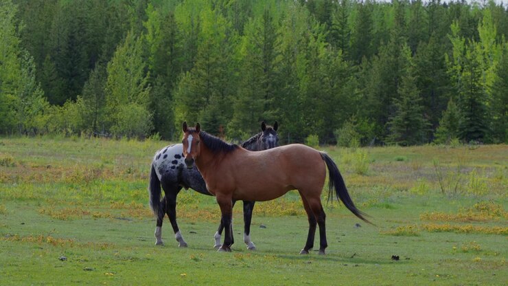Due cavalli al pascolo in un prato verde vibrante con una foresta lussureggiante dietro di loro
