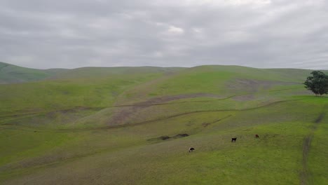 Reverse Dolly over Cattle Grazing atop a Hill