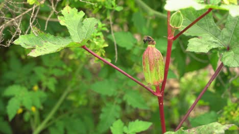 Schöne-Aufnahme-Einer-Okra-Gemüsepflanze,-Die-Vegane-Ernte-Zum-Kochen-Und-Für-Die-Gesundheit-Hervorbringt