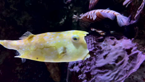 Close-up-shot-of-yellow-colored-Longhorn-cowfish-Swimming-in-clear-Aquarium