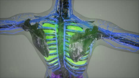 colored human internal organs scan