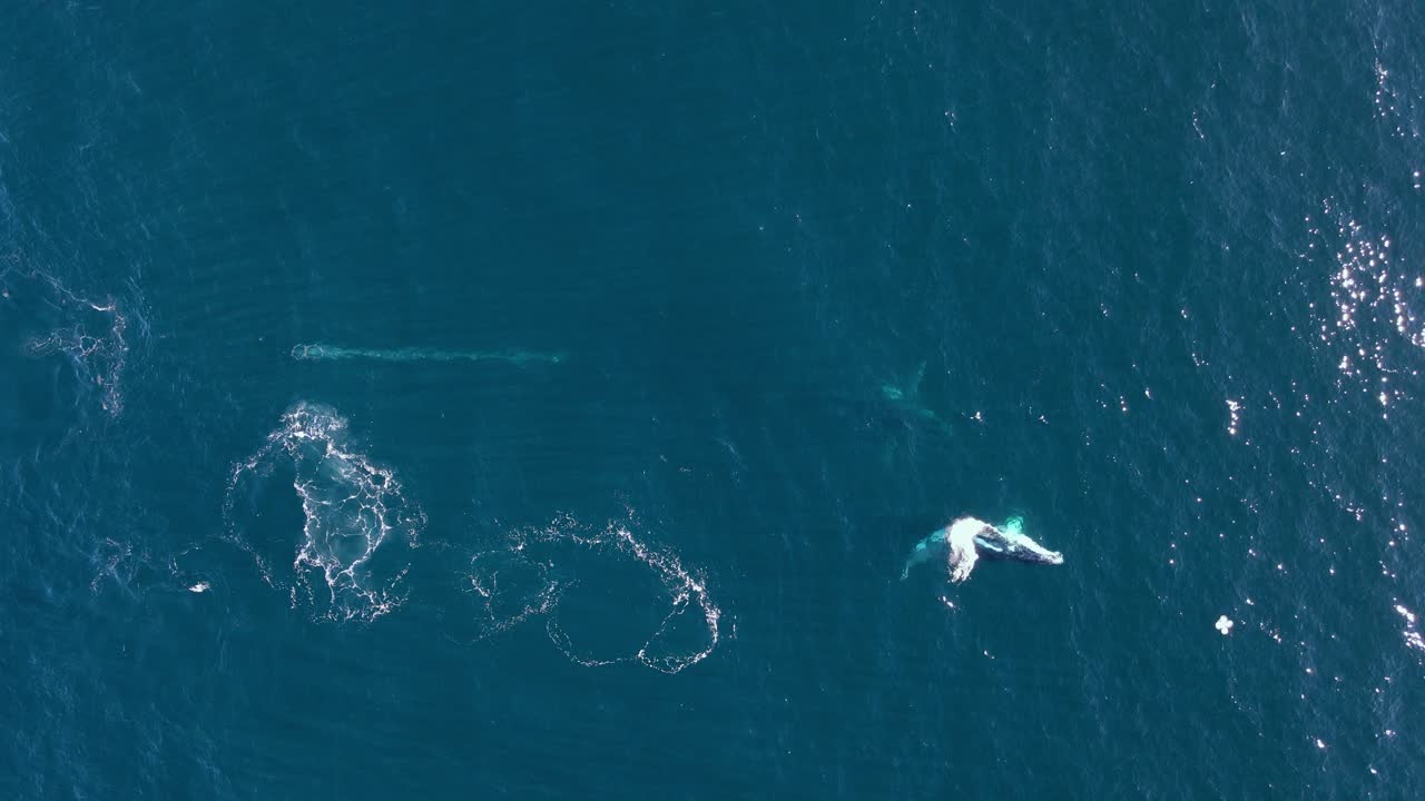 연구용 드론이 두 마리의 고래 위를 날아다니며 따뜻한 바다로 매년 이동하고 있습니다.