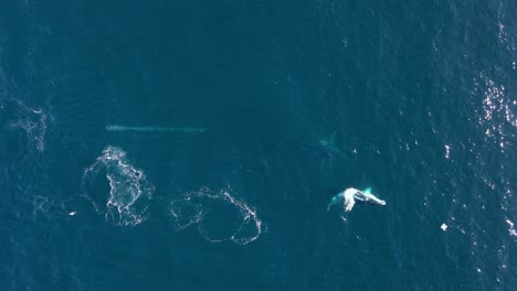 un dron de investigación vuela por encima de dos ballenas que violan su migración anual a aguas más cálidas
