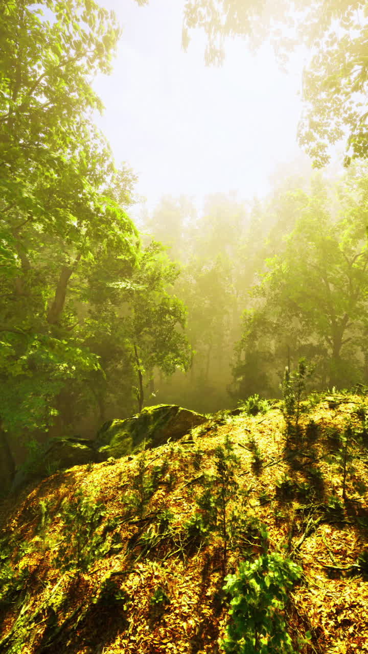 Sunlight filtering through trees in a peaceful forest setting during morning
