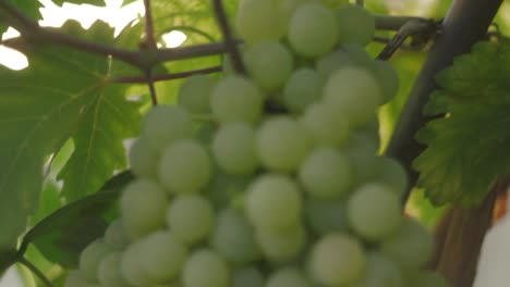 grapevine  in organic vegetable garden