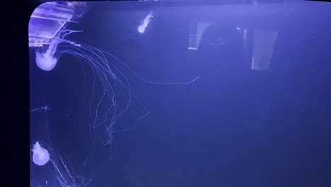 jellyfish in tank at aquarium
