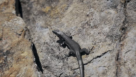 small dark lizard on rock sun bathing in midday heat, slow motion