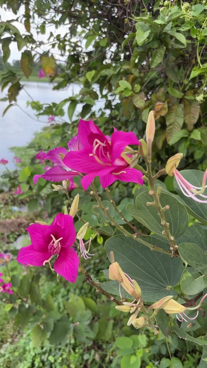 Primo piano di bellissimi fiori di Bauhinia rosa con foglie verdi e sfondo d'acqua