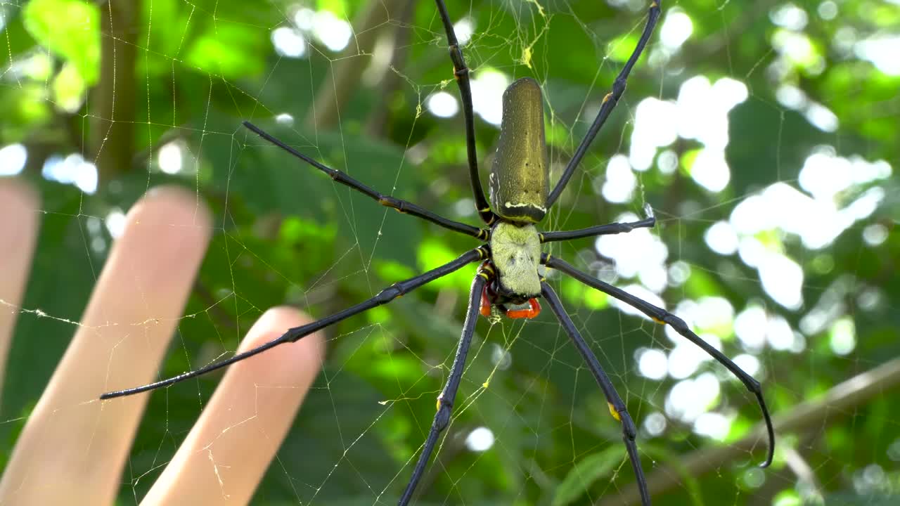 웹 손 크기 비교에 거대한 거미, nephila pilipes 매크로