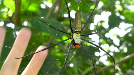 enormous spider on web hand size comparison, nephila pilipes macro