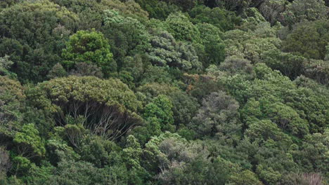 Trees-in-the-distance-sway-in-the-wind