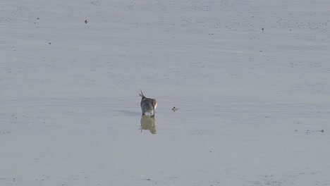 Grey-tailed-Tattler-fishing-on-mudflats