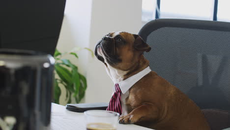 bulldog puppy dressed as businessman wearing collar and tie sitting at desk looking at computer