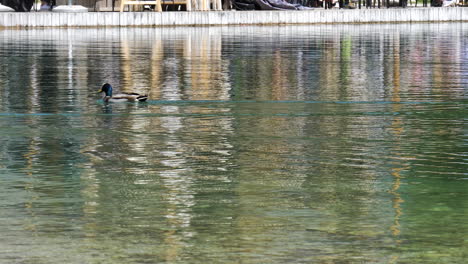 Dos-Patos-Pasando-Por-La-Cámara-En-El-Agua-A-Finales-De-Jasna-En-Eslovenia