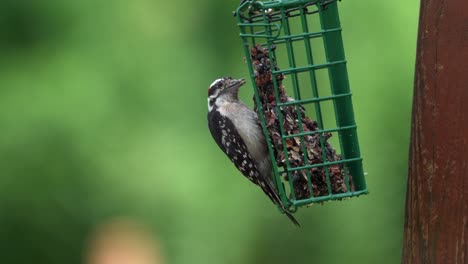 A-downy-woodpecker-hanging-on-a-suet-feeder-and-eating-the-seeds