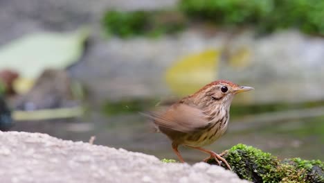 puffkehlschwätzerpflege nach einem bad im wald an einem heißen tag, pellorneum ruficeps, in zeitlupe