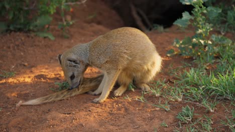 a yellow mongoose grooms itself by licking its tail and then is joined by another mongoose who nudges it affectionately