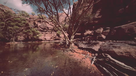 Rocks-of-Colorado-river-with-trees