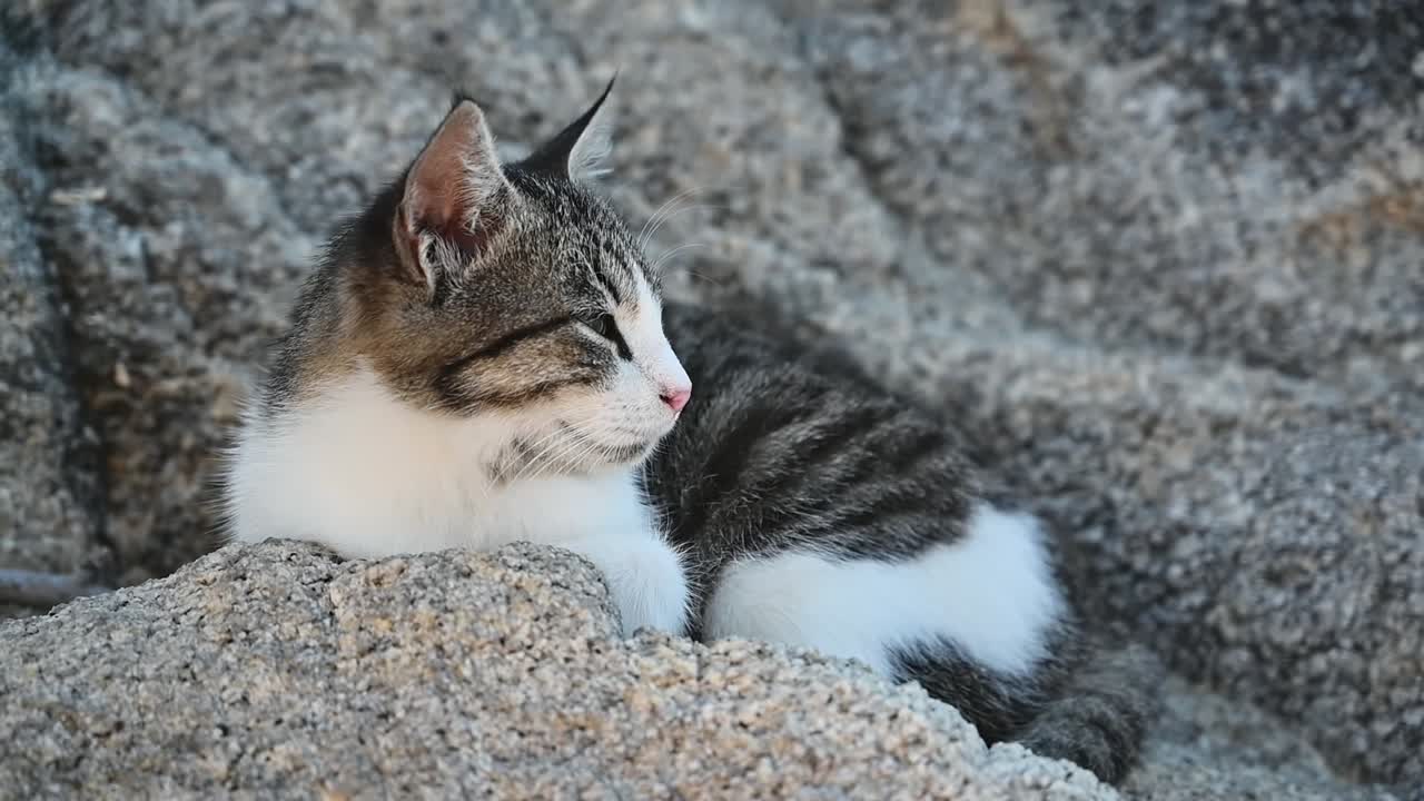 Gatto sdraiato sulle rocce in Grecia. Slow motion
