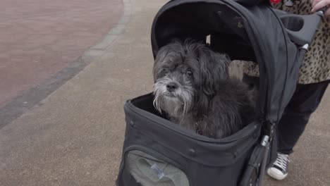 Frau,-Die-Lustigen-Alten-Hund-Im-Kinderwagen-In-Zeitlupe-Durch-Den-Park-Schiebt