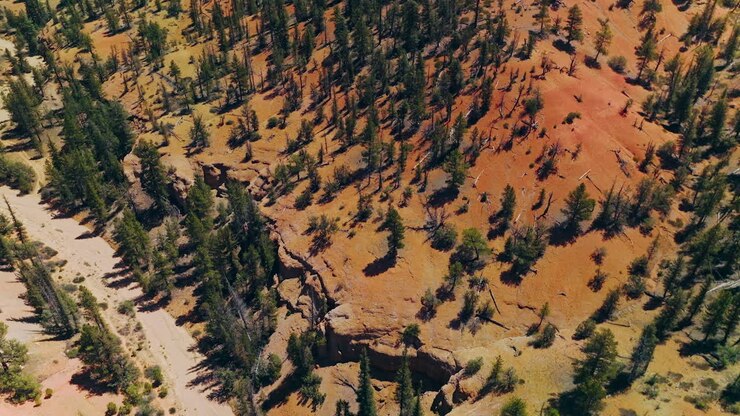 Rocky dry landscape of mountainous territories overgrown with pine trees. Drone footage over sunny scenery of Arches Canyons Park.