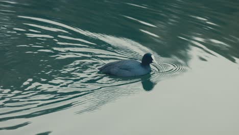 Blässhuhn-Schwimmen-Und-Essen-Auf-Dem-Wasser