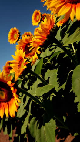 vibrant sunflower field