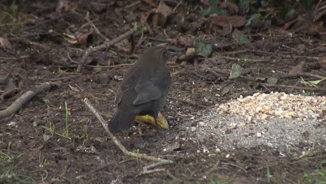mirlo hembra comiendo y picoteando una pera fresca en un jardín delantero