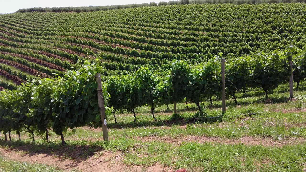exuberantes granjas de vino en constantia, ciudad del cabo, sudáfrica