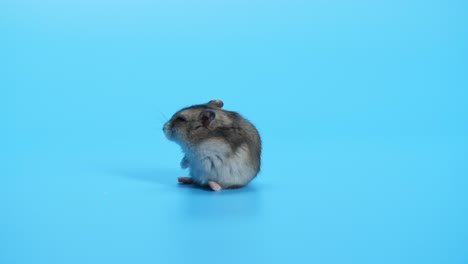 ratón, ratones en fondo azul