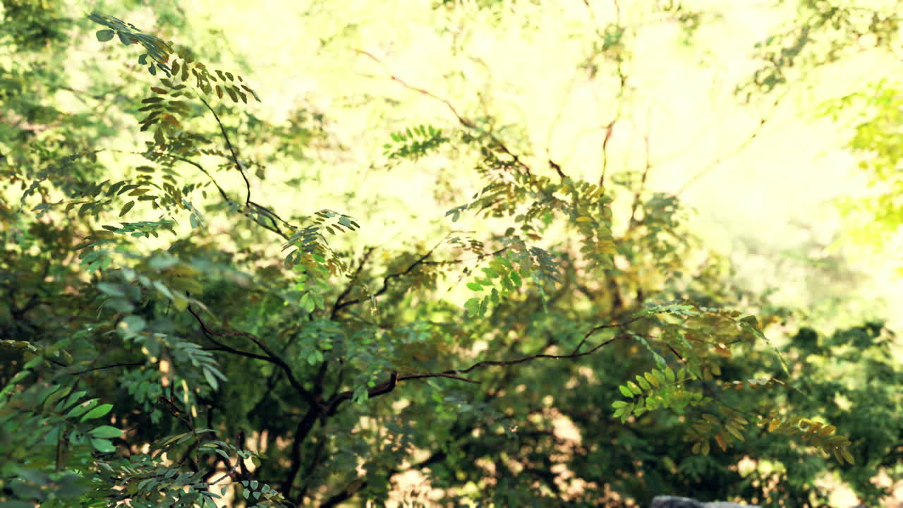 빛의 광선을 가진 초록색 숲