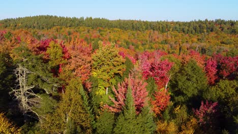 descending down onto the beautiful vibrant colored autumn treetops of a forest on a sunny day, montreal, canada