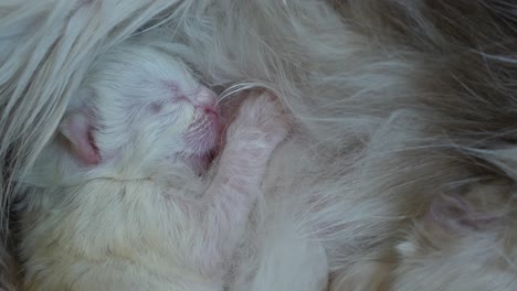 breast feeding- mom feeding new born ragdoll kitten drink milk