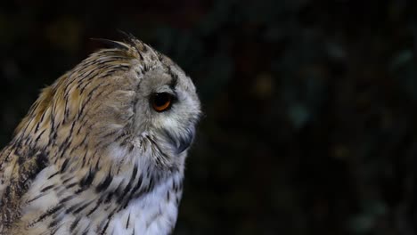 owl perched, turning head, observing surroundings