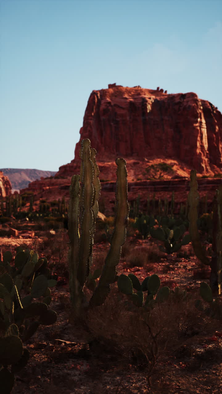Paesaggio desertico con cactus e formazioni rocciose rosse
