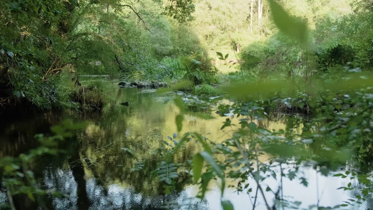 숲의 잔잔한 강물에 반사되는 고요한 장면, 전경의 단풍, 핸드헬드 샷