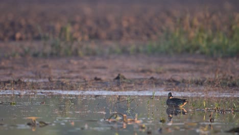 green winged teal or common teal in wetland