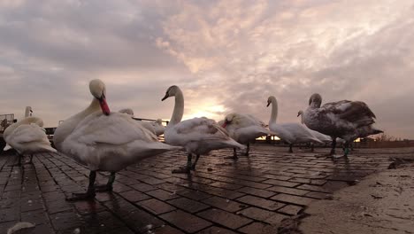 geese gathered on canal channel waterway at early morning sunrise