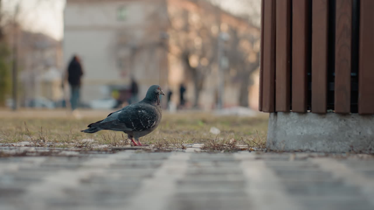 Close up of pigeon walking on cobblestone path with dry grass patches in urban park, blurred background of people and buildings creating depth and warm daylight atmosphere