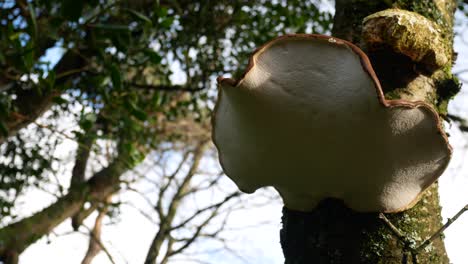 wild autumn mushroom fungi growing on woodland mossy forest tree trunk low angle dolly right