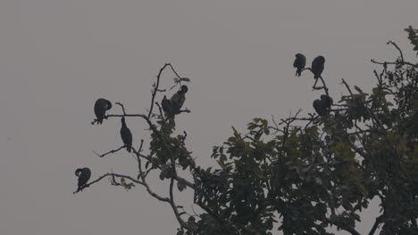 grupo de grandes pájaros cormoranes
