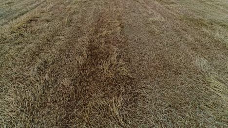 aerial shot of agriculture field