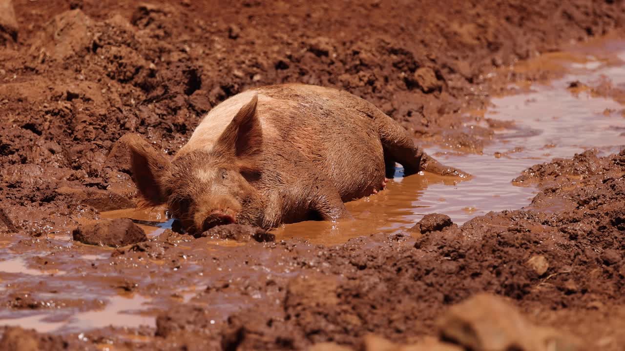 돼지는 진 웅이에서 만족스럽게 휴식을 취합니다.