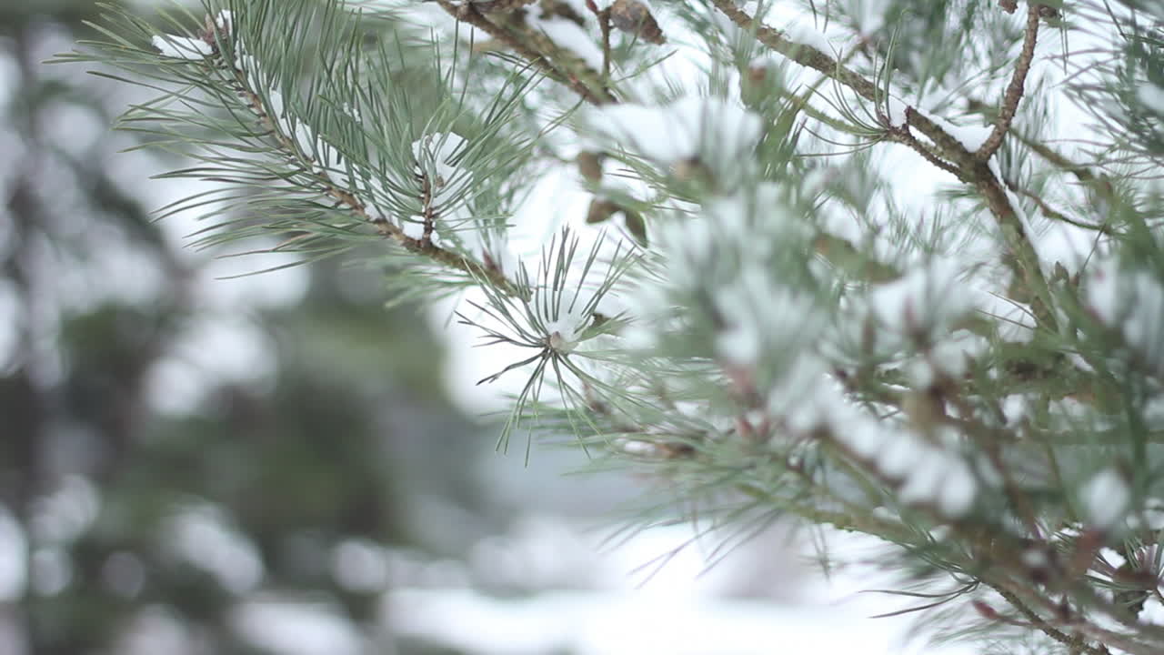 ветка дерева, покрытая снегом - крупный план