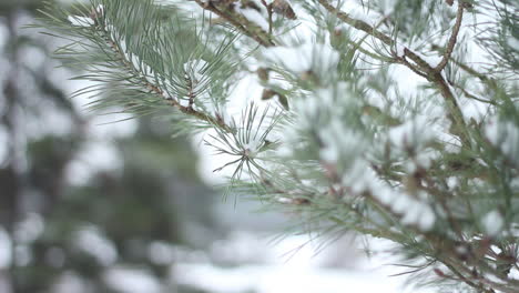 Snow-covered-tree-branch---extreme-close-up