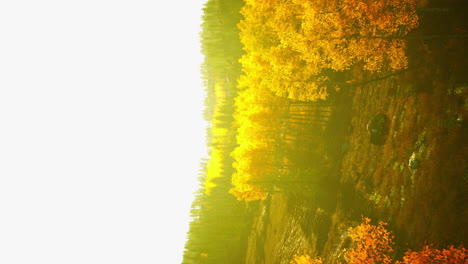 formato vertical del paisaje de bosque de montaña brumoso por la mañana