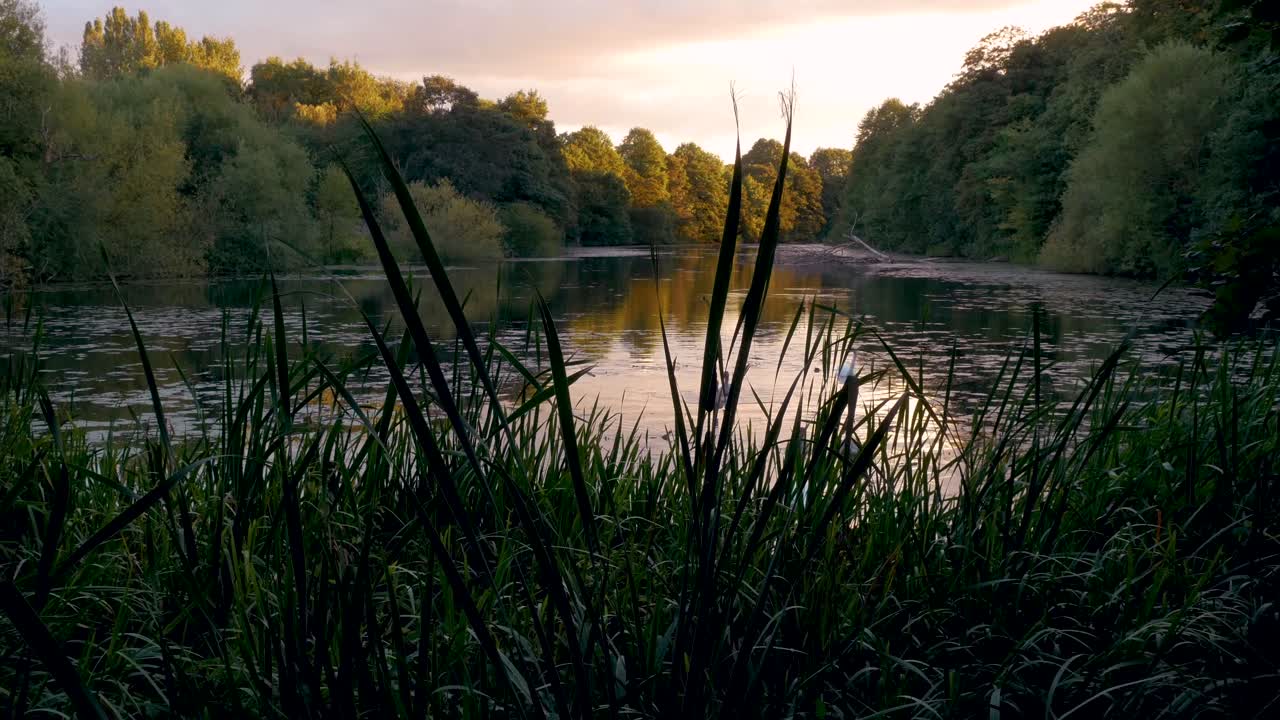 Family of swans at sunset shot from the lakeside