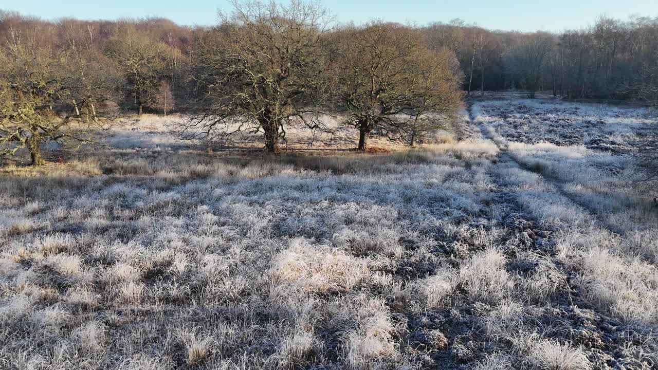 Epping Forest Regno Unito in inverno, erba e alberi ghiacciati, ripresa aerea con drone
