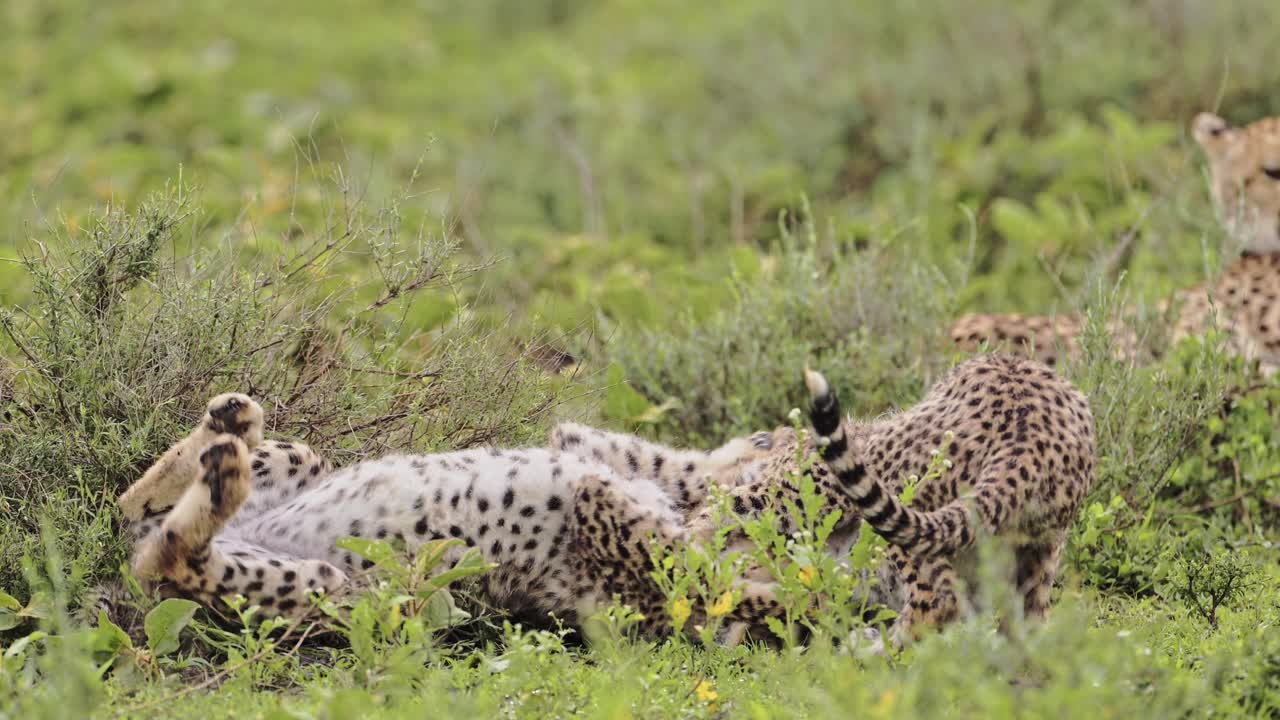 chicos de guepardo en cámara lenta jugando en el serengeti tanzania en áfrica, lindos bebés de guepardos en el parque nacional del serengeti en la vida silvestre africana en safari